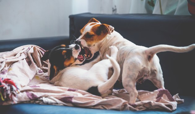 Purebred puppy jack russell terrier playing with his mother at home on the couch.