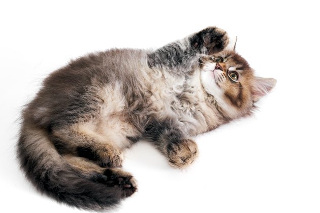 Playful grey kitten isolated on white.