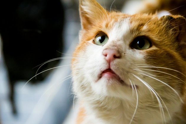 red cat looking up