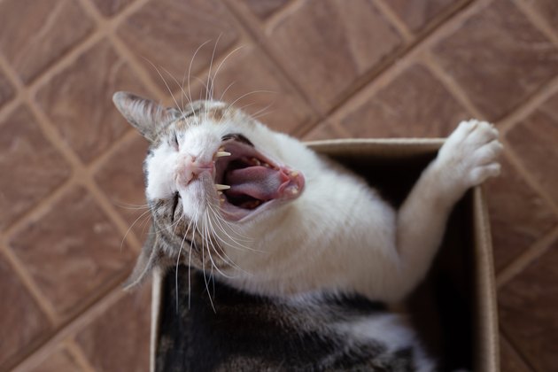 Cat meowing from inside a cardboard box