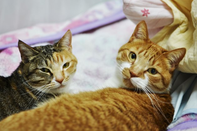 two cute cats lying on bed