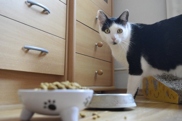 Cat food court