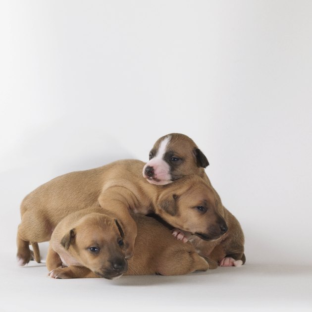 3 1-week-old puppies playing