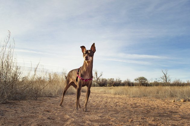 Brown Miniature Pinscher standing in field against sky