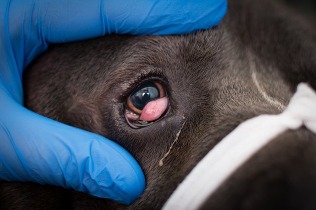 Cane corso with cherry eye, prepared for surgery