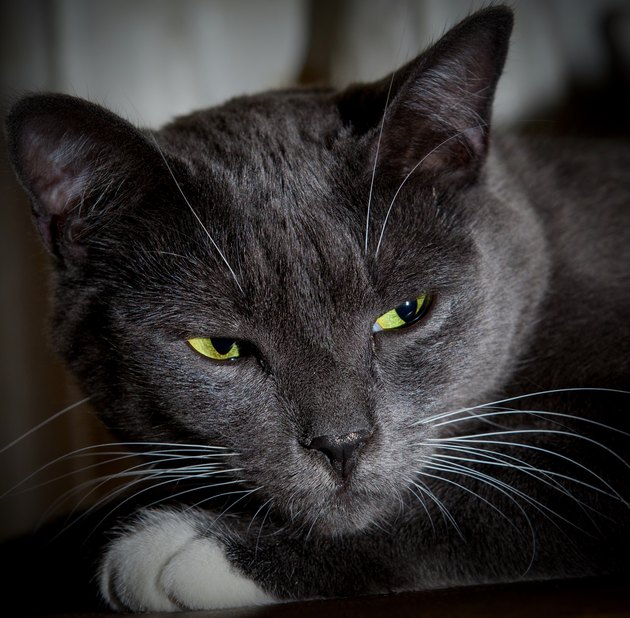 Black cat with glowing green eyes. Close-up of a predatory face
