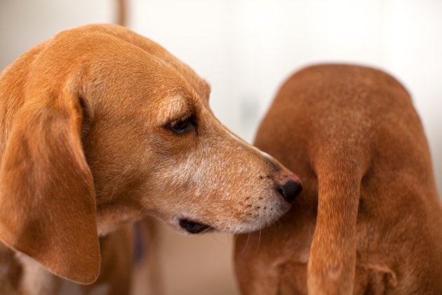 Dog sniffing other dog's bum