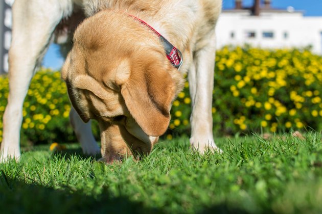 Perro olfatea un rastro