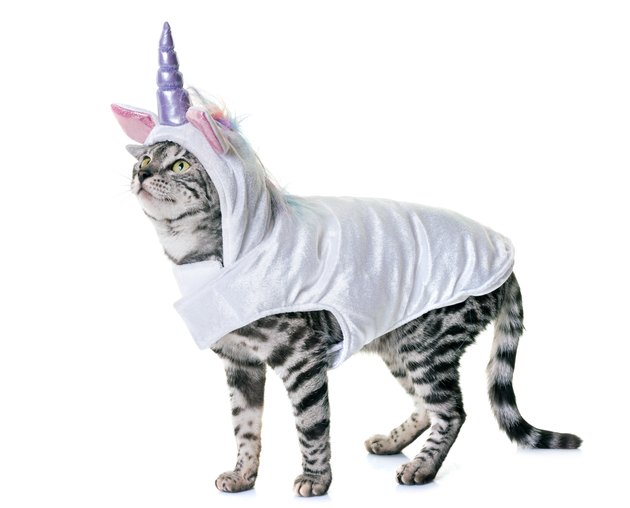 bengal cat