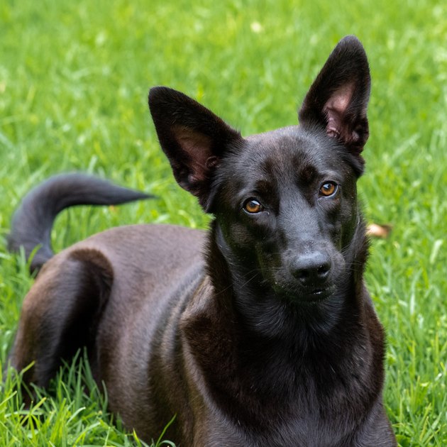 A portrait of a x-breed dog, rescued as a puppy.