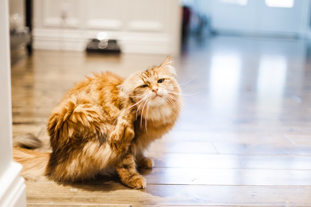 Siberian Cat