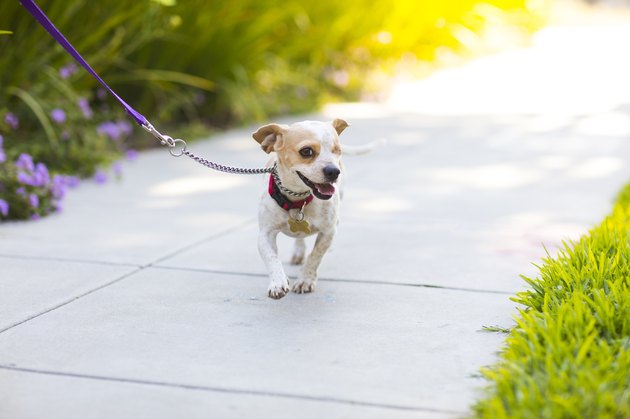 Happy Beagle on a Sidewalk - The Amanda Collection