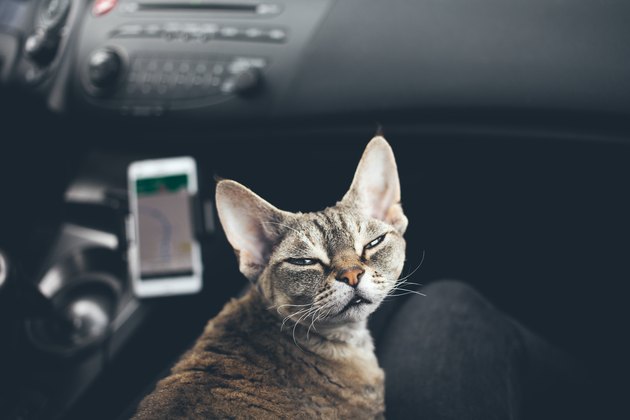 Cat is travelling in a car. Funny face expression