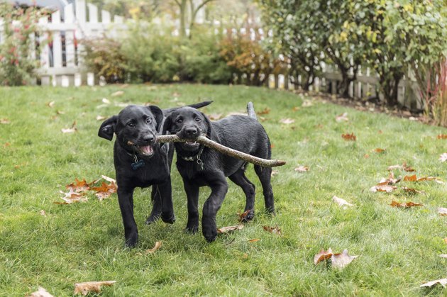 Three month old black Labrador Retriever puppies struggling to fetch stick, Bellevue, Washington State, USA