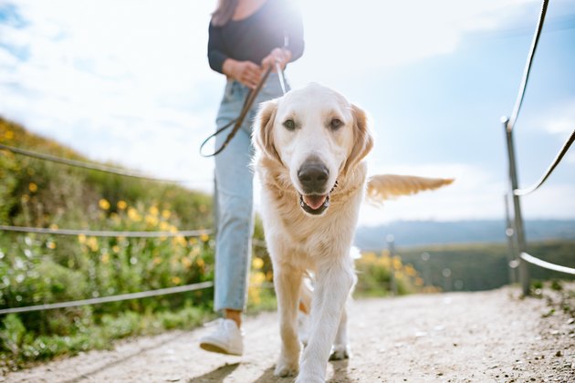woman walks her dog outside on a trail among the flowers.