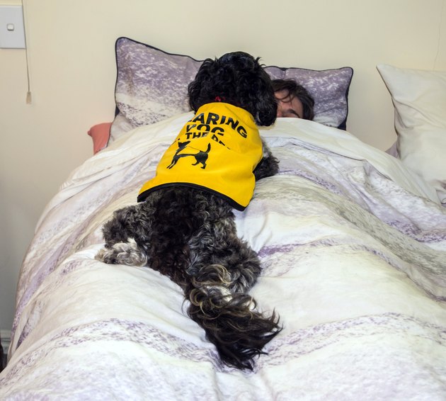 Hearing Dog