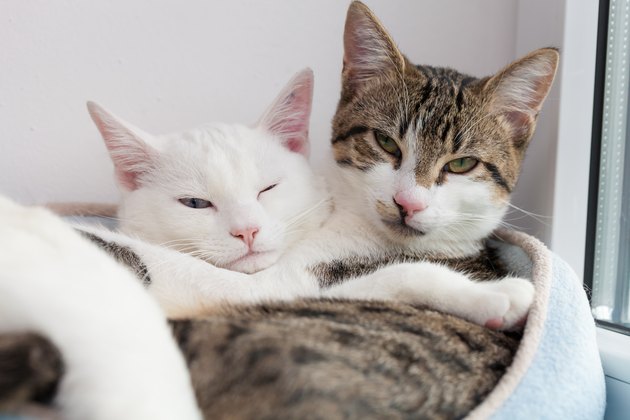 A white cat and a striped cat are snuggling together in a pet bed looking content.