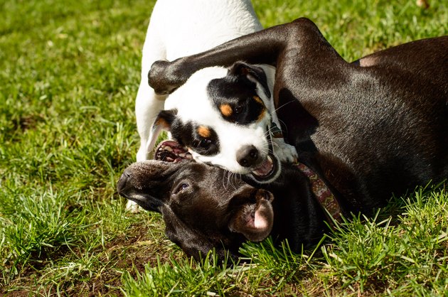 Dog hugs - Cute Dogs smiling playing together