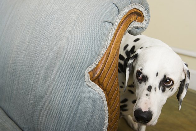 Dalmation by a chair