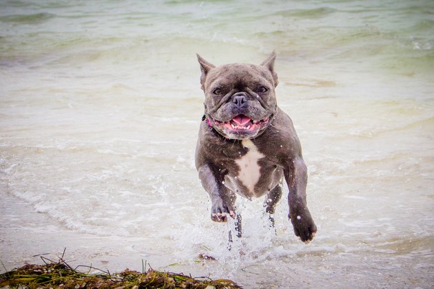 French bulldog running out of the ocean