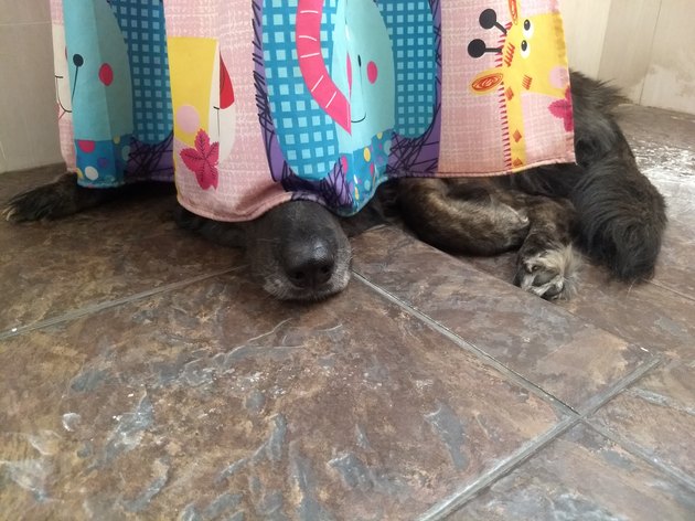 The black dog hiding in bathroom.