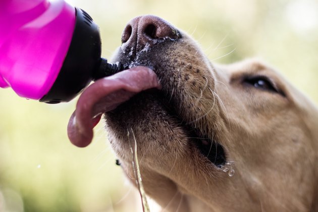 Dog drinking water from a bottle
