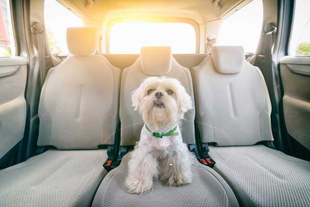 Dog in car sitting alone