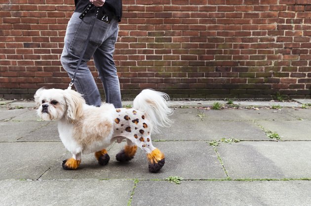 Man walking groomed dog with dyed shaved fur