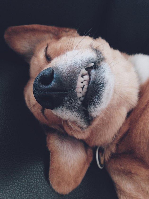 Close-Up Of Dog smiling and showing teeth