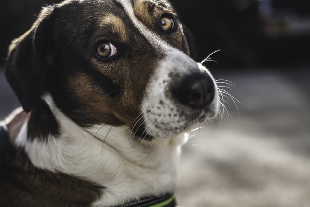 Sad Faced Dog with Big Brown Eyes