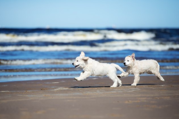 two golden retriever puppies playing on a beach