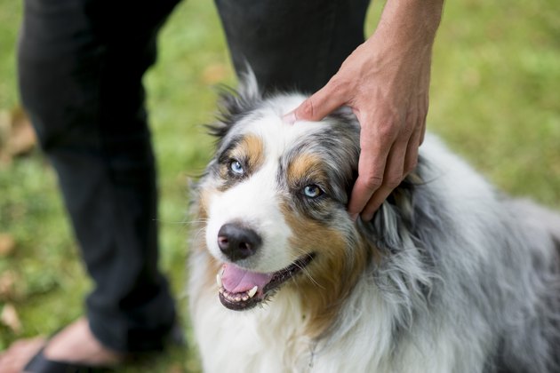 Smiles for His Owner