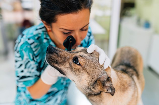 veterinarian checking dog's eyes