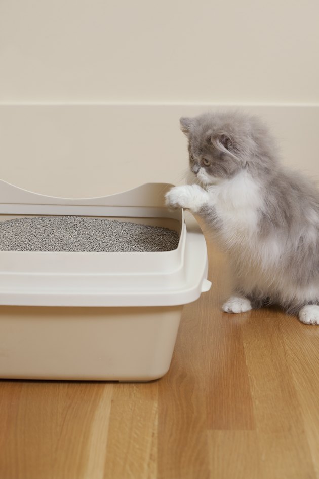 Persian Kitten looking at litter box