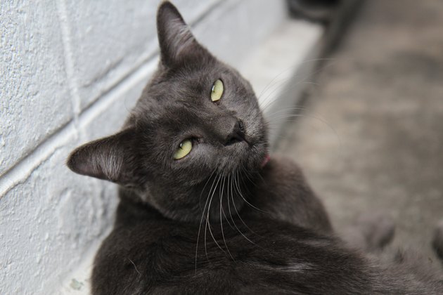 Angry cat