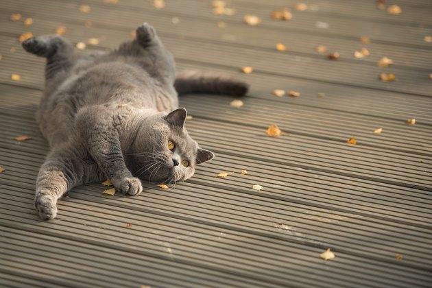British Short Hair cat lying on a wooden deck with yellow leaves