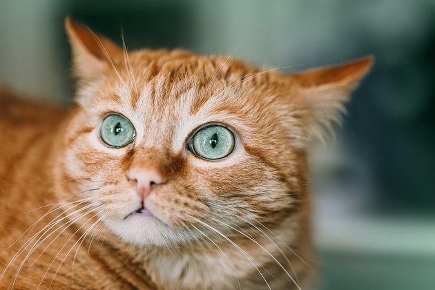 Green eyes of Ginger cat