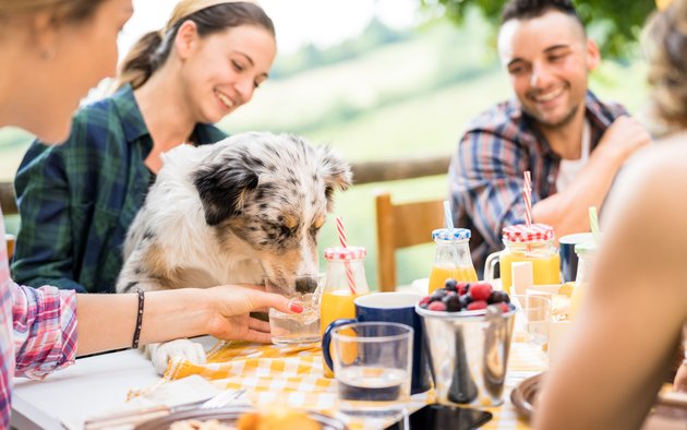 Young people picnic breakfast with cute dog in countryside farm house - Happy friends millennials having fun together outdoors at garden party - Food and beverage lifestyle concept