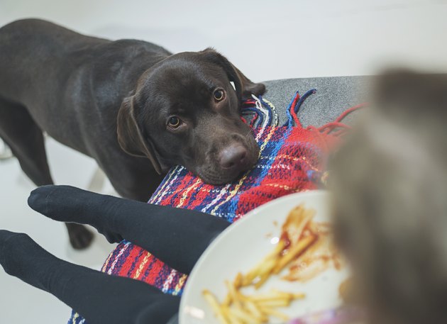 Black lab eyeing up child's dinner: a plate of French fries with ketchup.