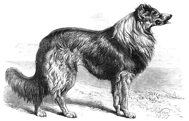Collie Dog Engraving