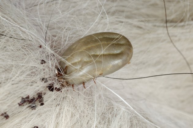 Tick on a dog