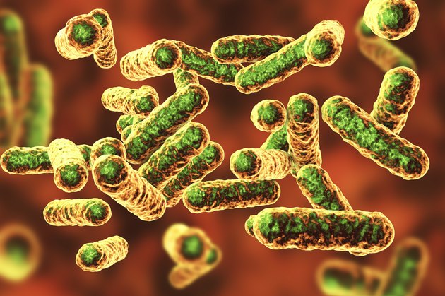 Bartonella quintana bacteria, illustration