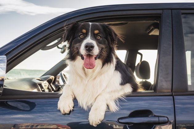 Dog leaning out window of car