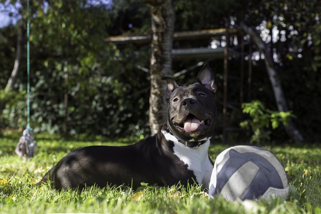 American Sttafordshire terrier