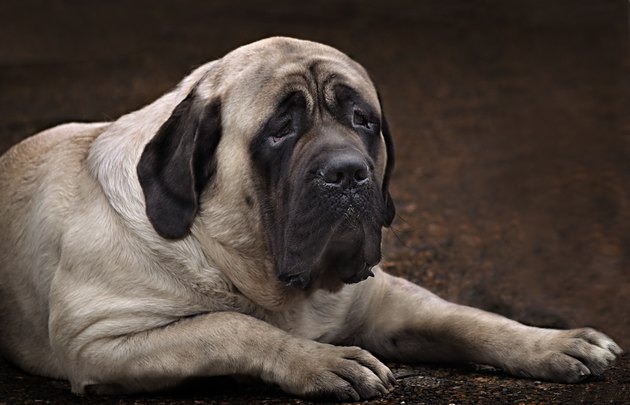 English Mastiff portrait