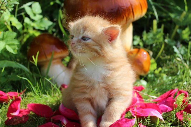 Cute ginger kitten