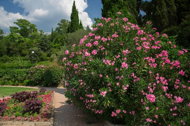 Park with trees and blooming flowers, flower beds, bright sunny day. landscape design