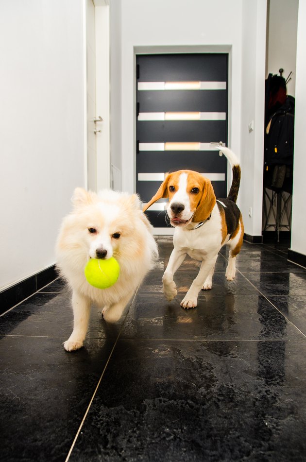Two dogs running indoors playing together