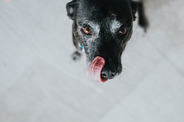 Dog licking lips