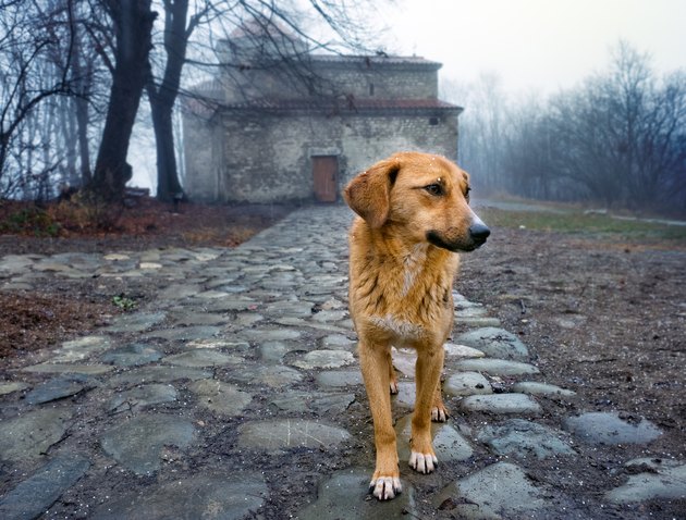Stray dog by an orthodox monastery, Georgia